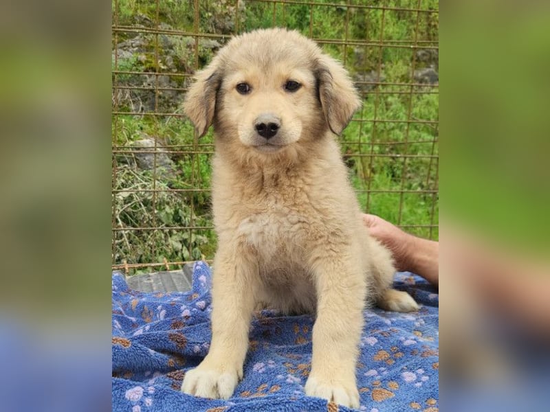 Verspielter Caius ❤️ sucht Liebe + Spaß!