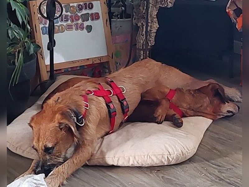Taro ❤ wartet in 24885 Sieverstedt