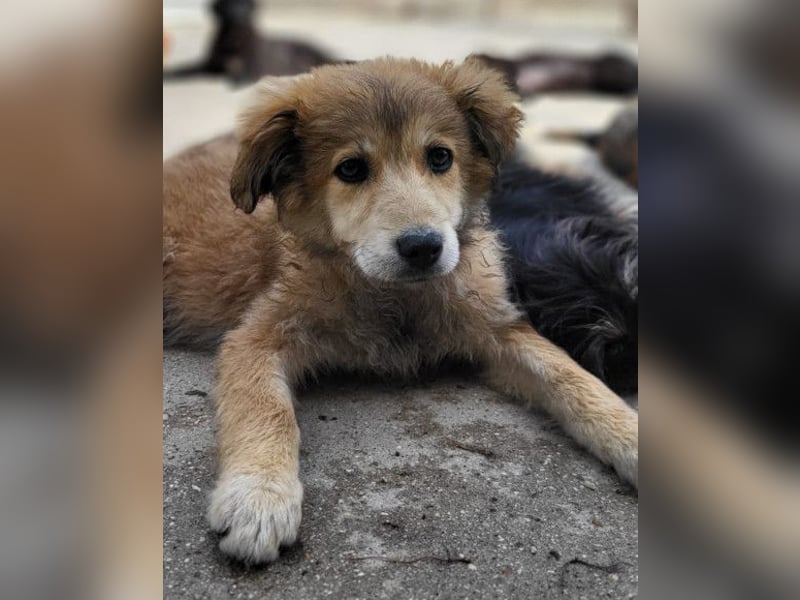 Diego ❤️ süßer, verschmuster Welpenjunge