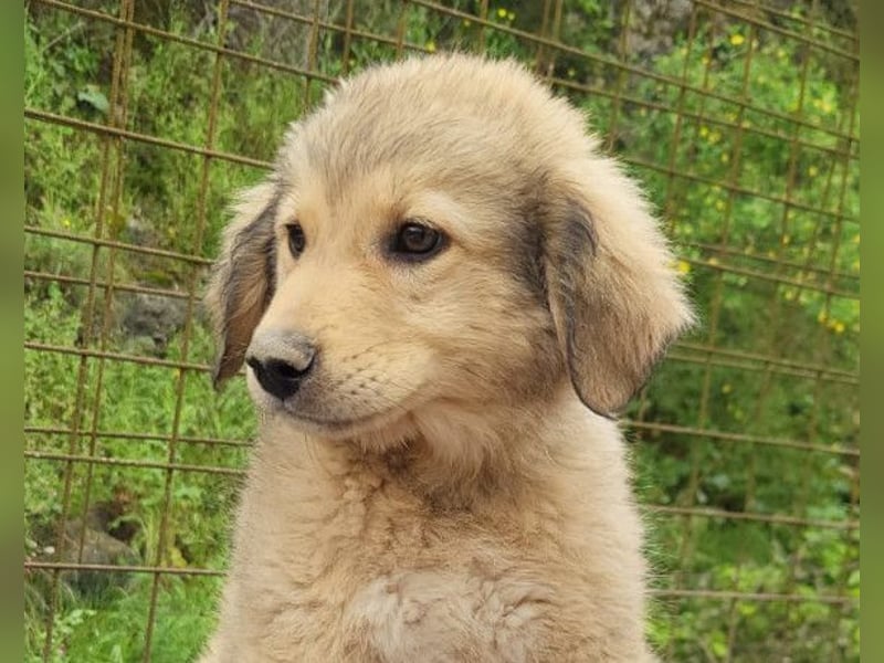 Verspielter Caius ❤️ sucht Liebe + Spaß!