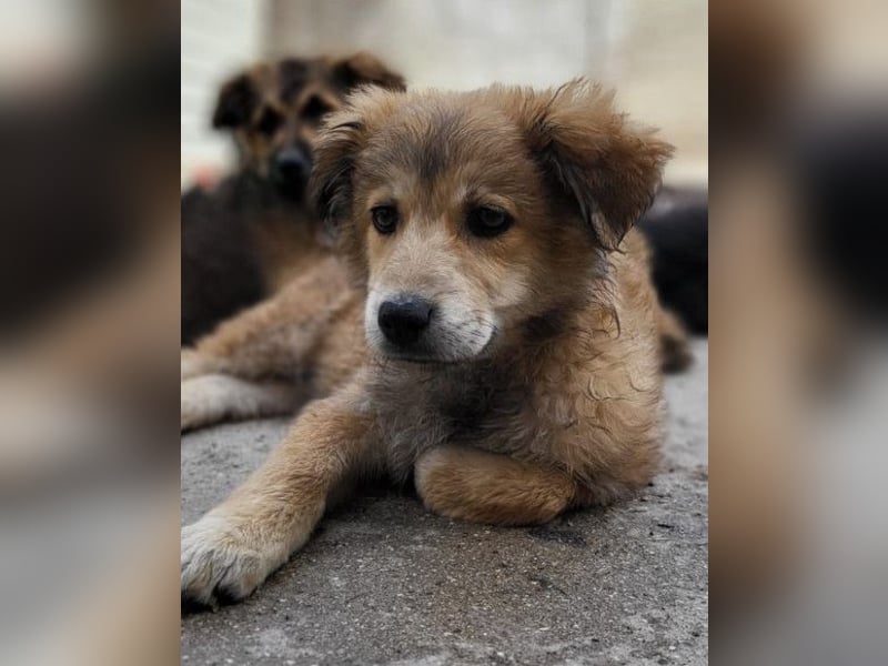 Diego ❤️ süßer, verschmuster Welpenjunge