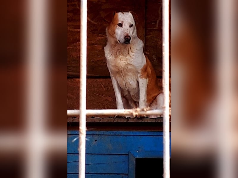 Rocco - ein Leben lang hinter Gitter, soll es das gewesen sein?