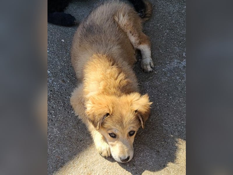Diego ❤️ süßer, verschmuster Welpenjunge