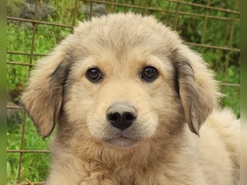 Verspielter Caius ❤️ sucht Liebe + Spaß!