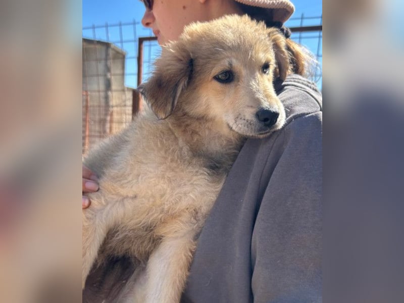 Diego ❤️ süßer, verschmuster Welpenjunge
