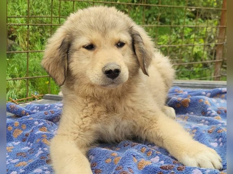 Verspielter Caius ❤️ sucht Liebe + Spaß!