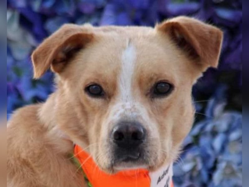 Max & Kika ❤️ liebevolles Zuhause gesucht