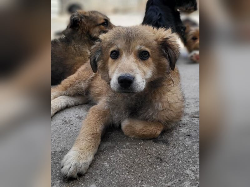 Diego ❤️ süßer, verschmuster Welpenjunge
