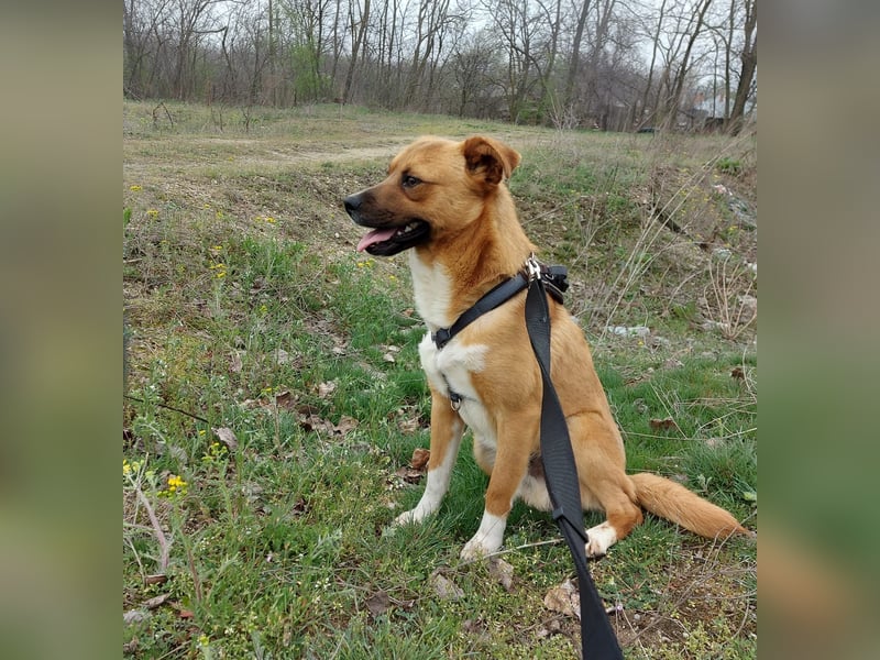 Dylan