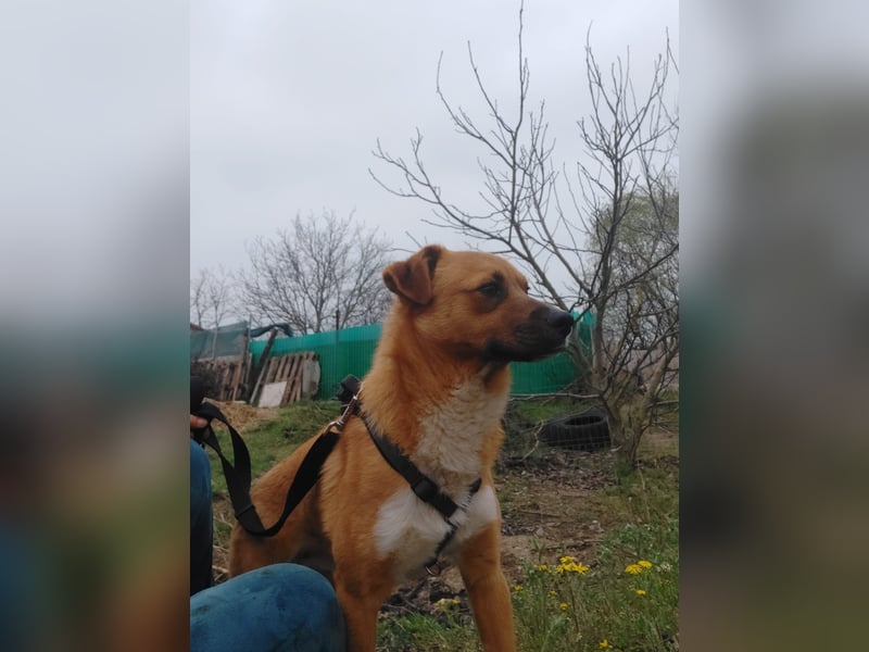 Jungspund Dylan sucht sein Glück - wer zeigt ihm die Welt