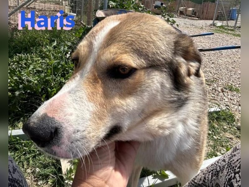 Haris, 04/23 - liebenswerter Familienhund sucht 2te Chance