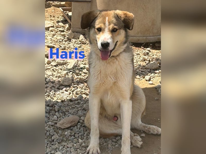 Haris, 04/23 - liebenswerter Familienhund sucht 2te Chance