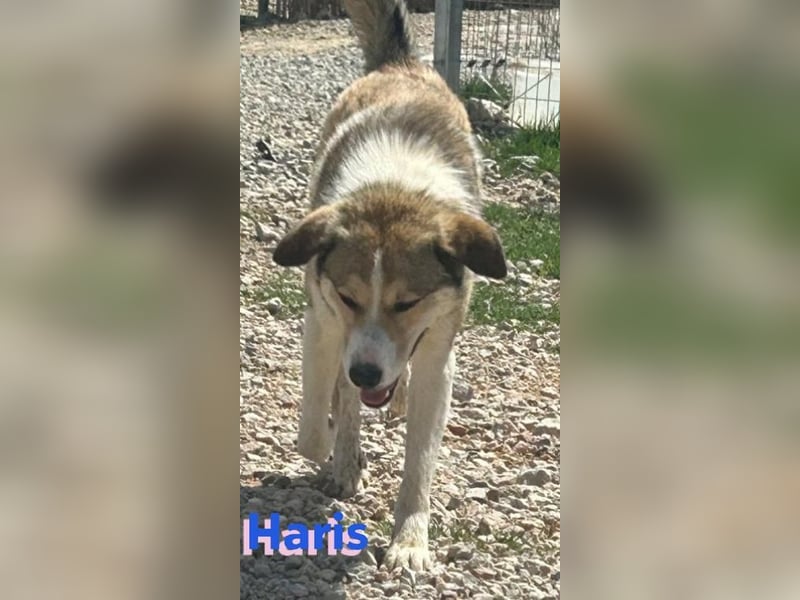 Haris, 04/23 - liebenswerter Familienhund sucht 2te Chance