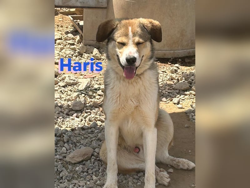 Haris, 04/23 - liebenswerter Familienhund sucht 2te Chance