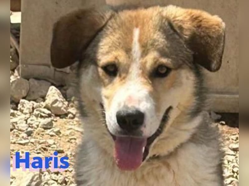 Haris, 04/23 - liebenswerter Familienhund sucht 2te Chance