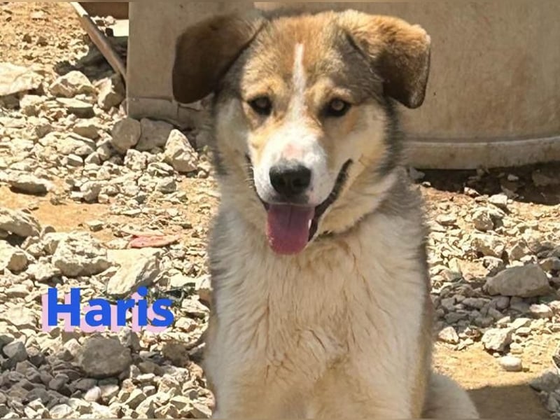 Haris, 04/23 - liebenswerter Familienhund sucht 2te Chance