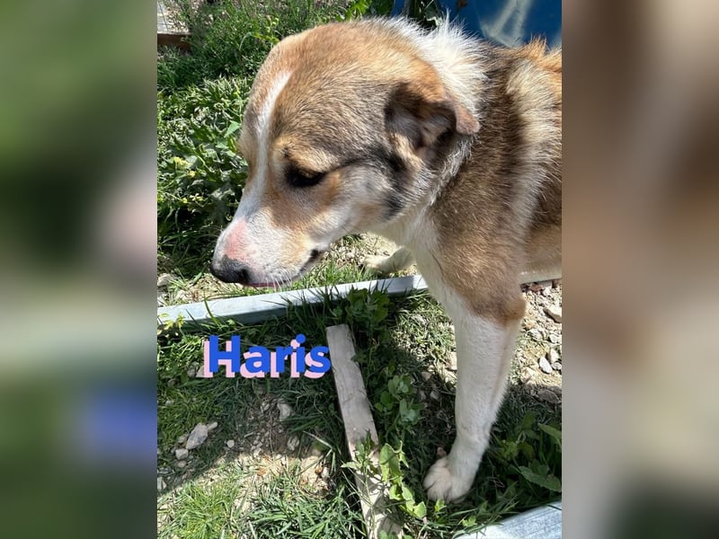 Haris, 04/23 - liebenswerter Familienhund sucht 2te Chance
