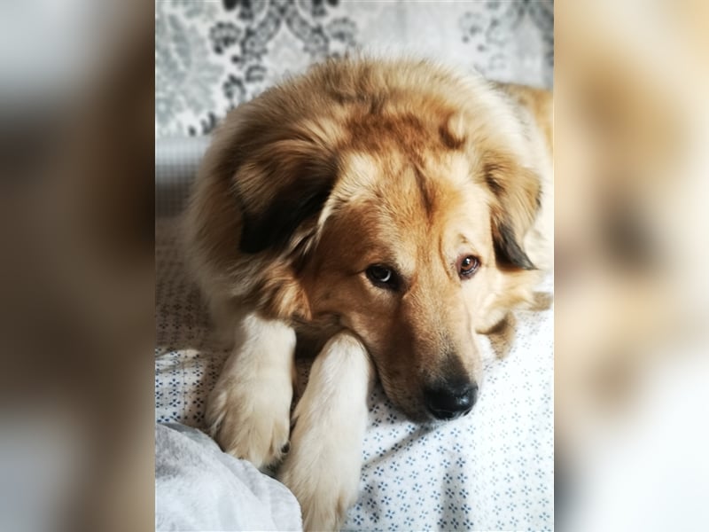 Pepper sucht ein neues Zuhause