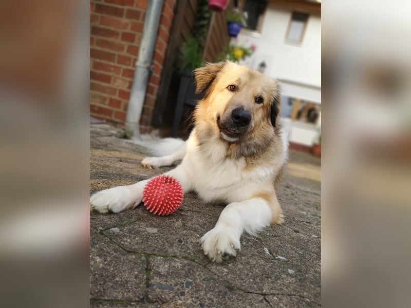 Pepper sucht ein neues Zuhause