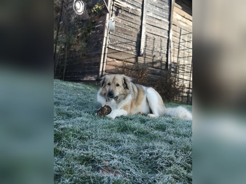 Pepper sucht ein neues Zuhause