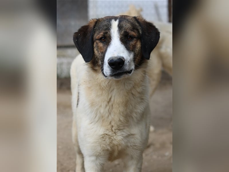 Pitt, geb. ca. 05/2021, lebt in GRIECHENLAND, im städt. Tierheim Serres