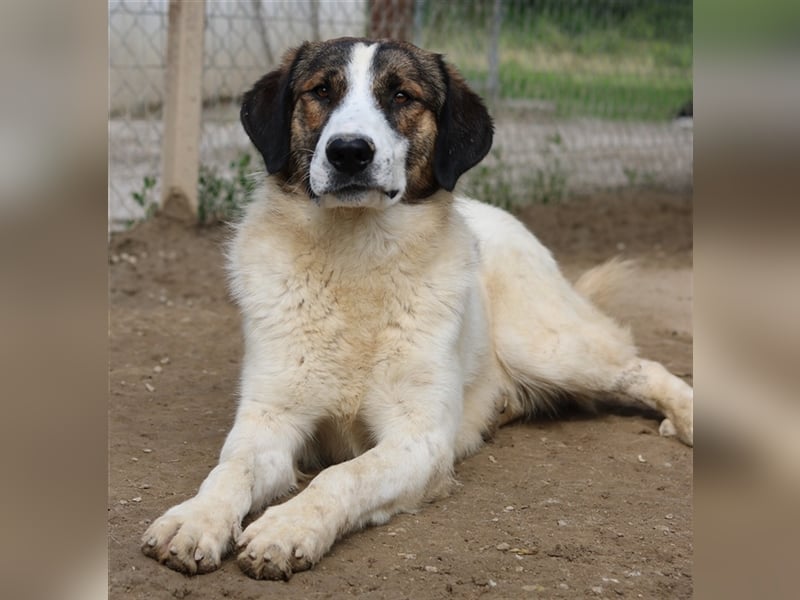 Pitt, geb. ca. 05/2021, lebt in GRIECHENLAND, im städt. Tierheim Serres