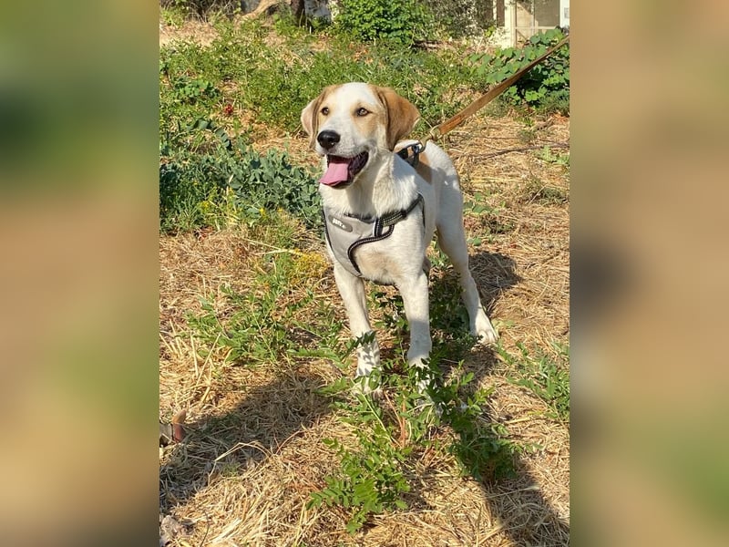 LEO , ein Herz auf vier Pfoten sucht sein Zuhause