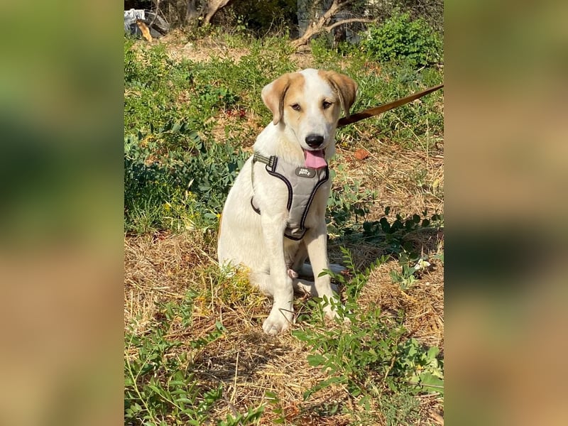 LEO , ein Herz auf vier Pfoten sucht sein Zuhause