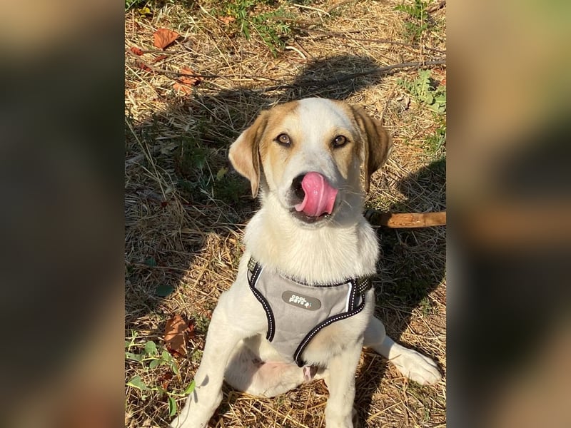 LEO , ein Herz auf vier Pfoten sucht sein Zuhause