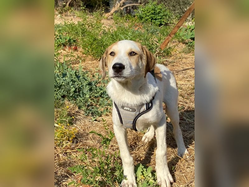 LEO , ein Herz auf vier Pfoten sucht sein Zuhause