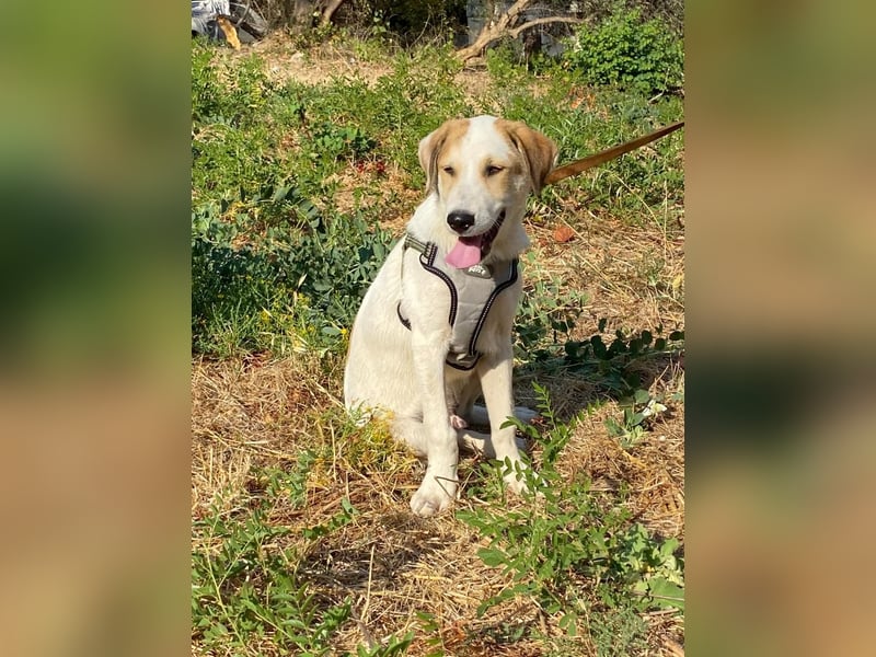 LEO , ein Herz auf vier Pfoten sucht sein Zuhause