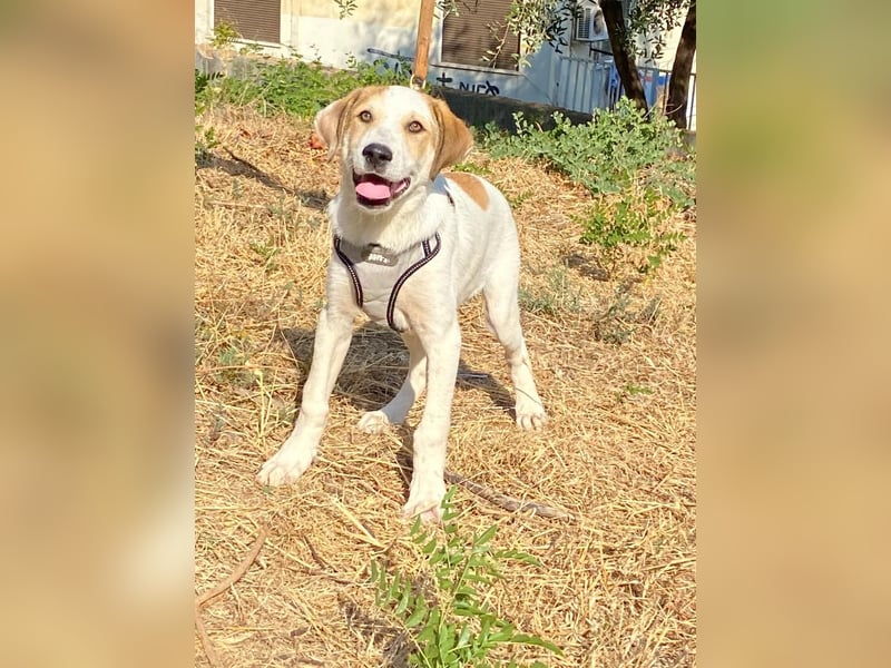 LEO , ein Herz auf vier Pfoten sucht sein Zuhause