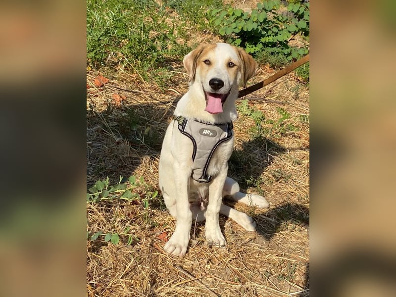 LEO , ein Herz auf vier Pfoten sucht sein Zuhause