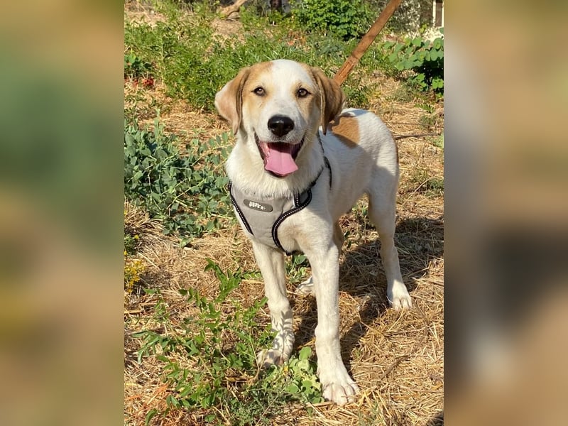 LEO , ein Herz auf vier Pfoten sucht sein Zuhause