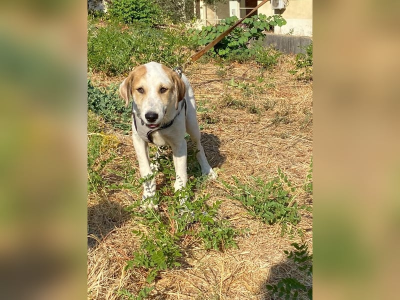 LEO , ein Herz auf vier Pfoten sucht sein Zuhause