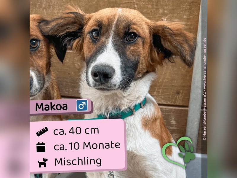 Makoa