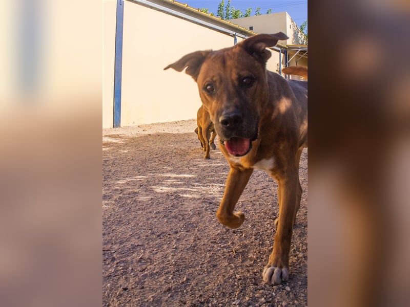 Ponty - Senior leidet im Tierheim