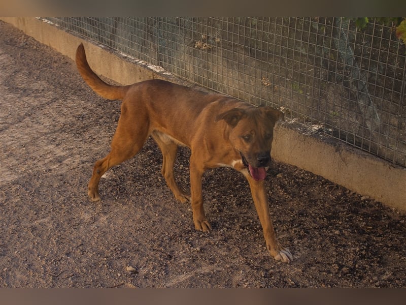 Ponty - Senior leidet im Tierheim