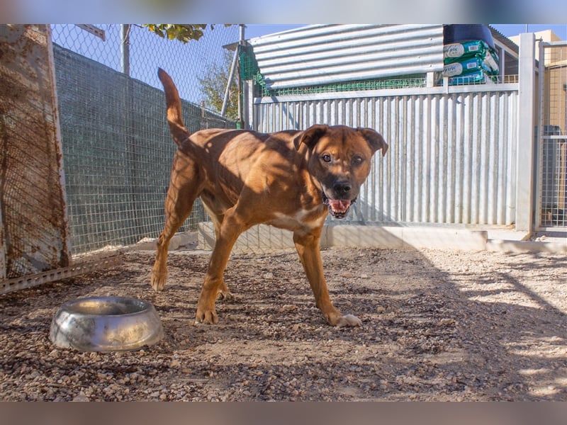 Ponty - Senior leidet im Tierheim