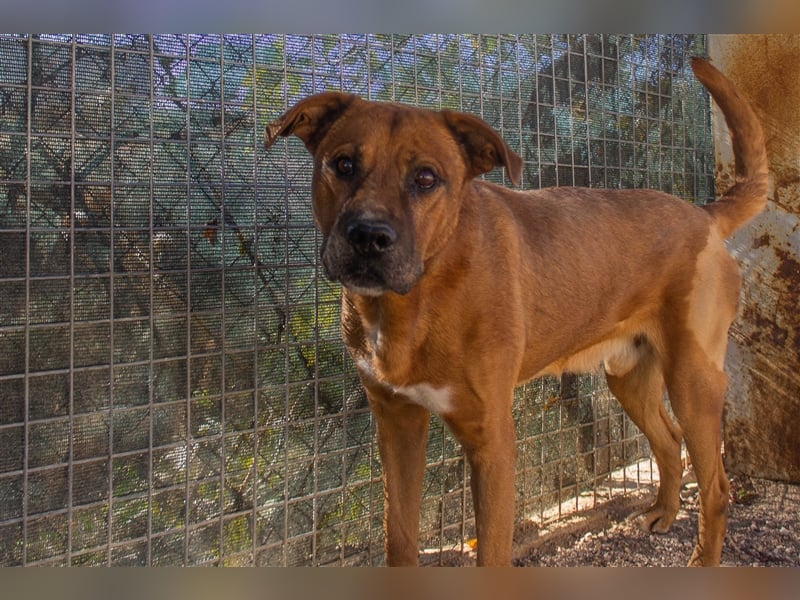 Ponty - Senior leidet im Tierheim