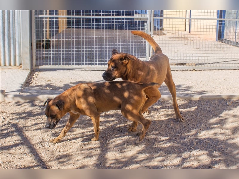 Ponty - Senior leidet im Tierheim