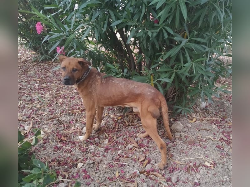 Ponty - Senior leidet im Tierheim