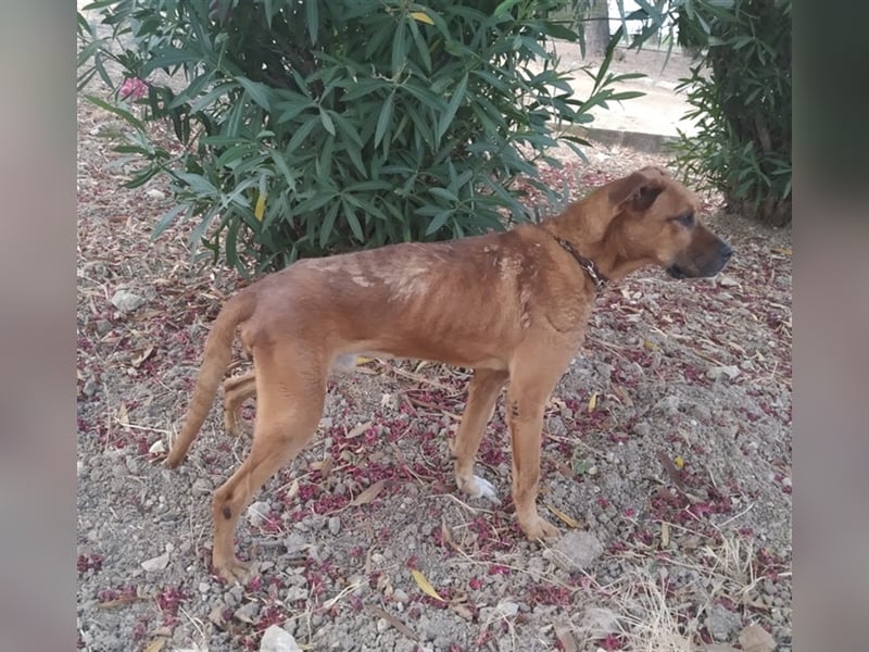 Ponty - Senior leidet im Tierheim