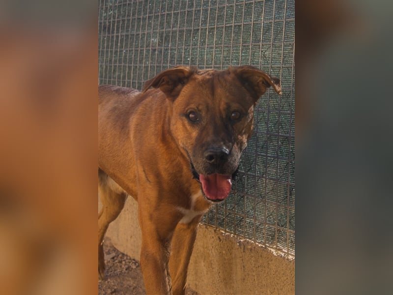 Ponty - Senior leidet im Tierheim