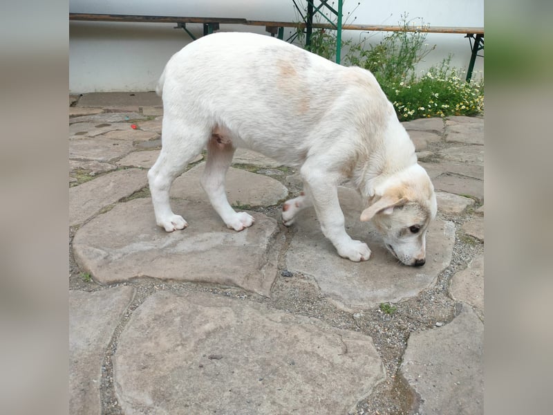 VIANO