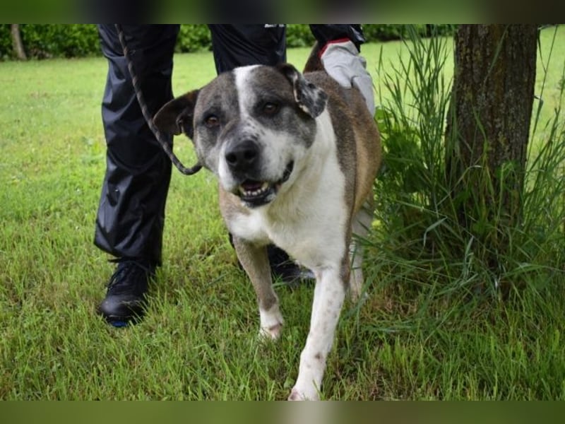 Chucky - Großer Hund sucht großes Herz