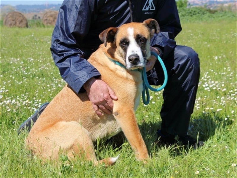 Bobbie - vor Freude strahlen sollen seine Augen