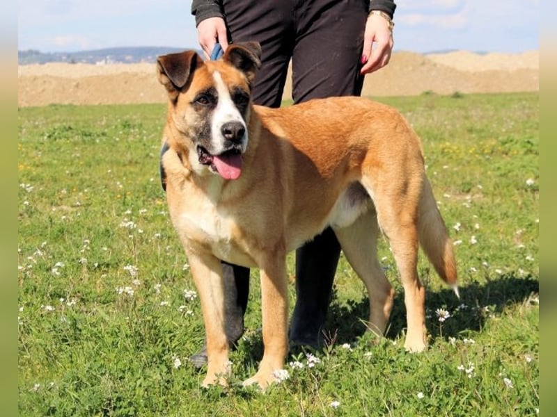 Bobbie - vor Freude strahlen sollen seine Augen