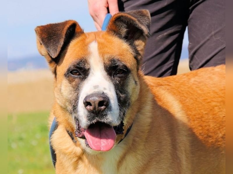 Bobbie - vor Freude strahlen sollen seine Augen