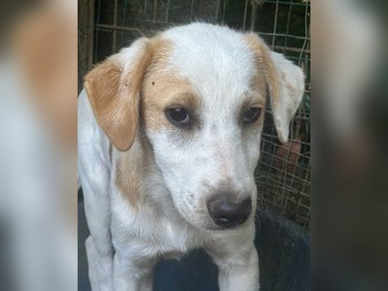 Wafer - (dringend Zuhause oder Pflegestelle gesucht) Die leise Hoffnung, dass etwas Besseres kommt